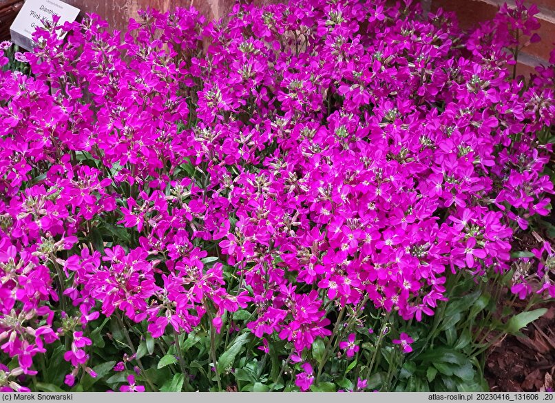 Arabis caucasica Compinkie