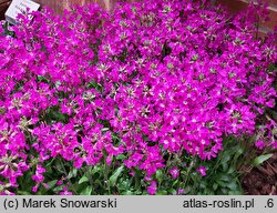 Arabis caucasica Compinkie