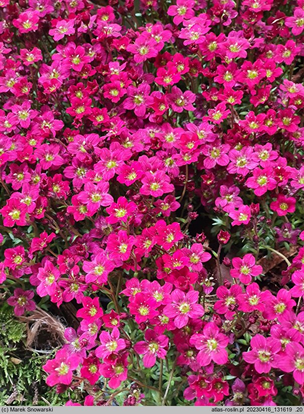Saxifraga ×arendsii Red