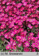 Saxifraga ×arendsii Red