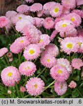 Bellis perennis Rose