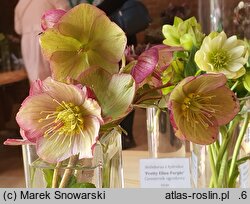 Helleborus ×iburgensis (ciemiernik iburgski)