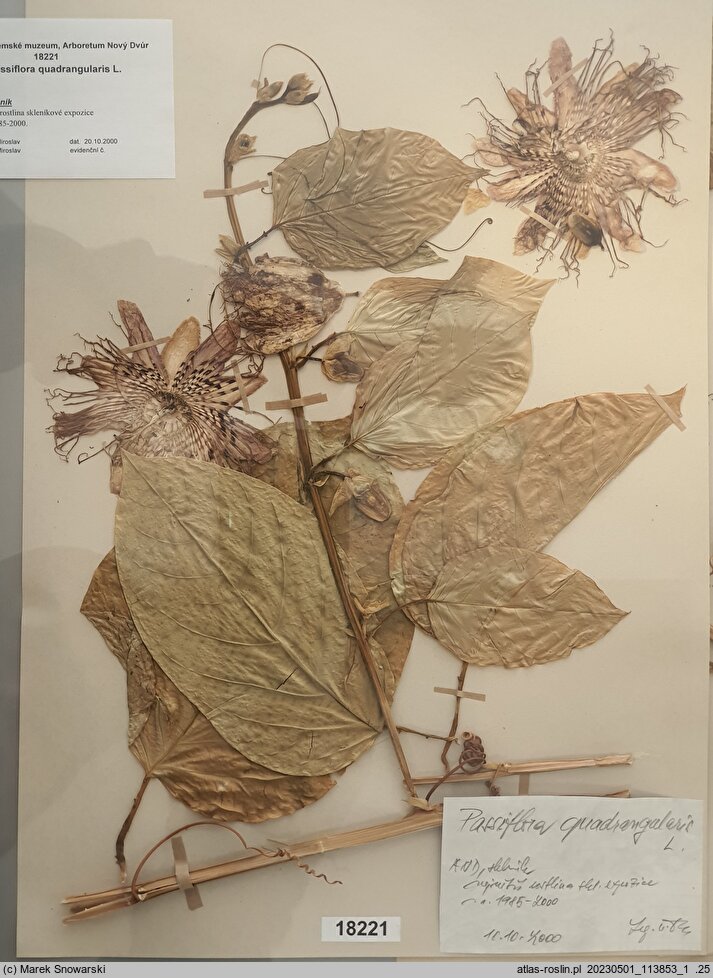 Passiflora quadrangularis (męczennica olbrzymia)