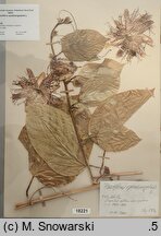 Passiflora quadrangularis (męczennica olbrzymia)