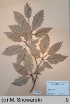 Fagus sylvatica s.str. Rohanii