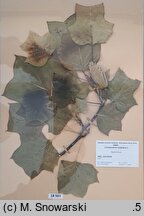 Liriodendron tulipifera (tulipanowiec amerykański)