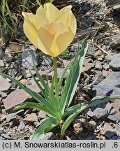 Tulipa linifolia Bright Gem