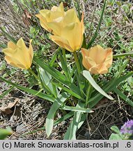 Tulipa linifolia Bright Gem