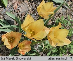 Tulipa linifolia Bright Gem