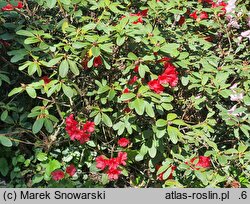 Rhododendron forrestii (różanecznik rozesłany)