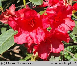 Rhododendron forrestii (różanecznik rozesłany)