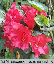 Rhododendron forrestii (różanecznik rozesłany)