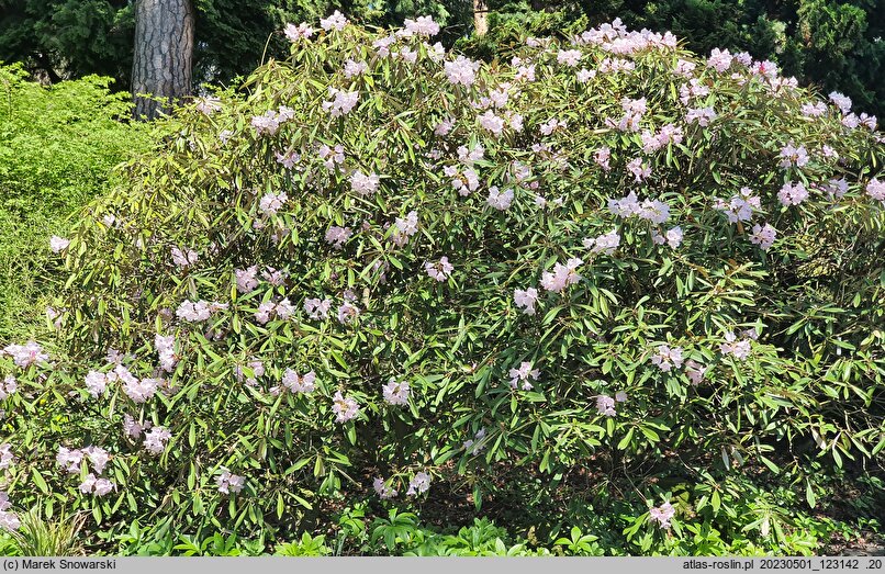 Rhododendron adenopodum