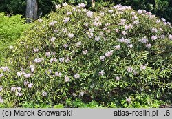 Rhododendron adenopodum