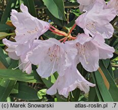 Rhododendron adenopodum
