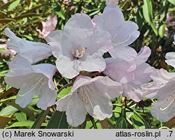 Rhododendron adenopodum