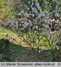 Rhododendron schlippenbachii (azalia Schlippenbacha)