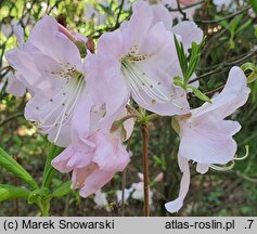 Rhododendron schlippenbachii (azalia Schlippenbacha)