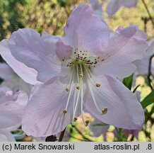 Rhododendron schlippenbachii (azalia Schlippenbacha)