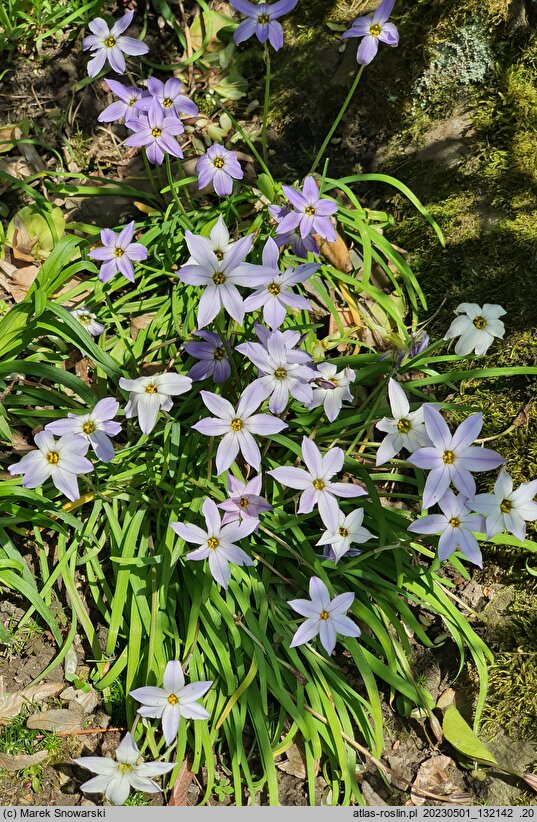Ipheion uniflorum (ifejon jednokwiatowy)