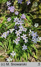 Ipheion uniflorum (ifejon jednokwiatowy)