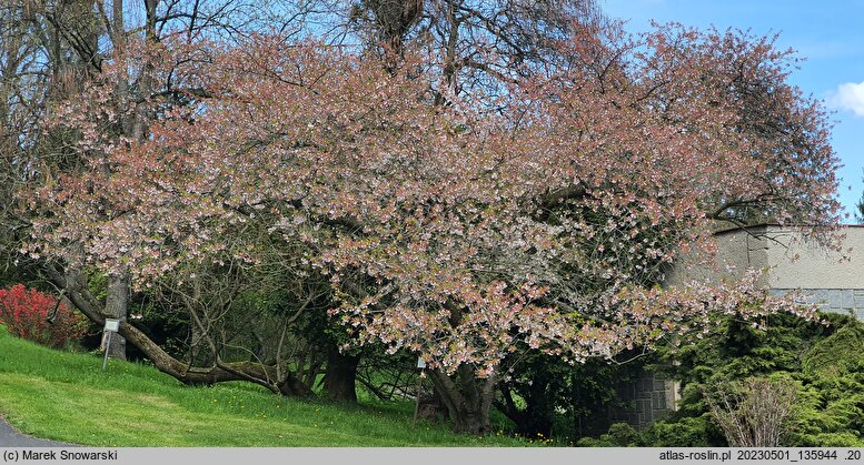 Prunus serrulata Shirotae