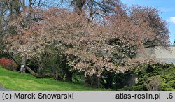 Prunus serrulata Shirotae
