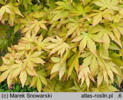 Acer palmatum Orange Dream