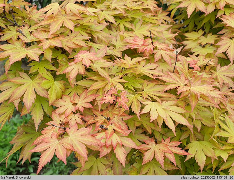 Acer palmatum Orange Dream