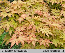 Acer palmatum Orange Dream