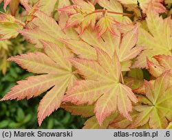 Acer palmatum Orange Dream