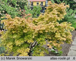 Acer palmatum Orange Dream