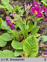 Primula ×pruhoniciana (pierwiosnek pruhonicki)