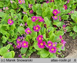 Primula ×pruhoniciana (pierwiosnek pruhonicki)