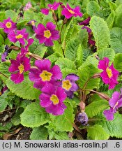 Primula ×pruhoniciana (pierwiosnek pruhonicki)