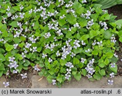 Viola sororia (fiołek motylkowaty)