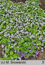 Viola sororia (fiołek motylkowaty)