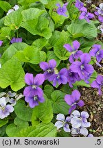 Viola sororia (fiołek motylkowaty)