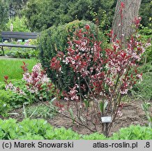Prunus ×cistena (śliwa dziecięca)