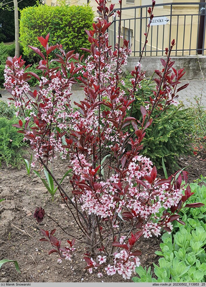 Prunus ×cistena (śliwa dziecięca)