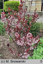 Prunus ×cistena (śliwa dziecięca)