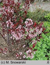 Prunus ×cistena (śliwa dziecięca)