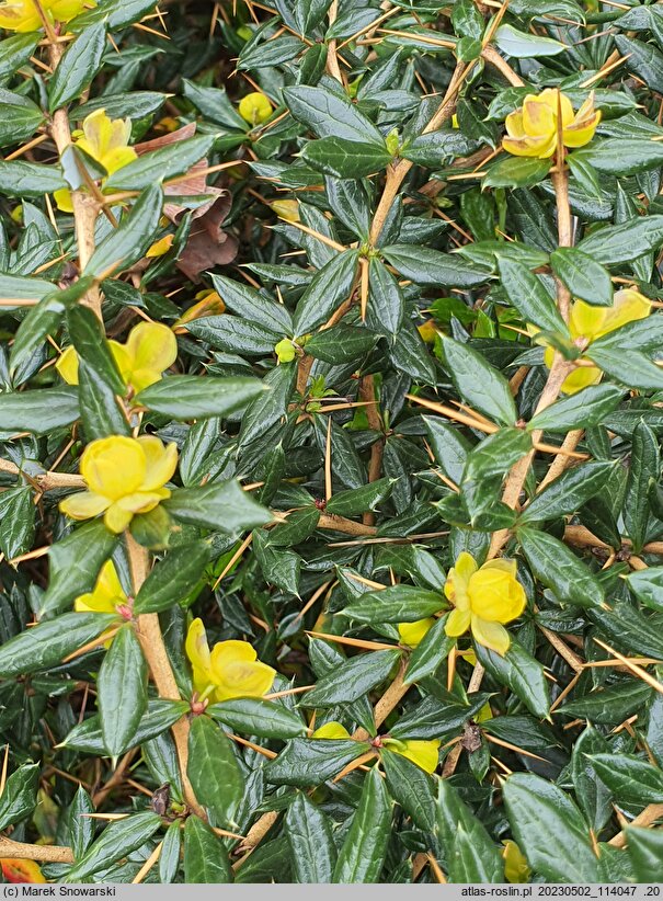 Berberis verruculosa (berberys brodawkowaty)