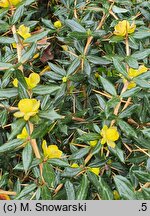 Berberis verruculosa (berberys brodawkowaty)