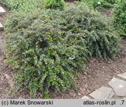 Berberis verruculosa (berberys brodawkowaty)