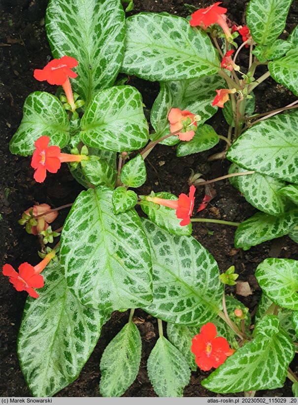 Episcia cupreata (episcja miedzianolistna)