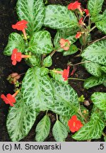 Episcia cupreata (episcja miedzianolistna)