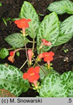 Episcia cupreata (episcja miedzianolistna)
