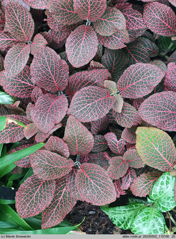 Fittonia albivenis Josan