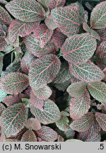 Fittonia albivenis Josan